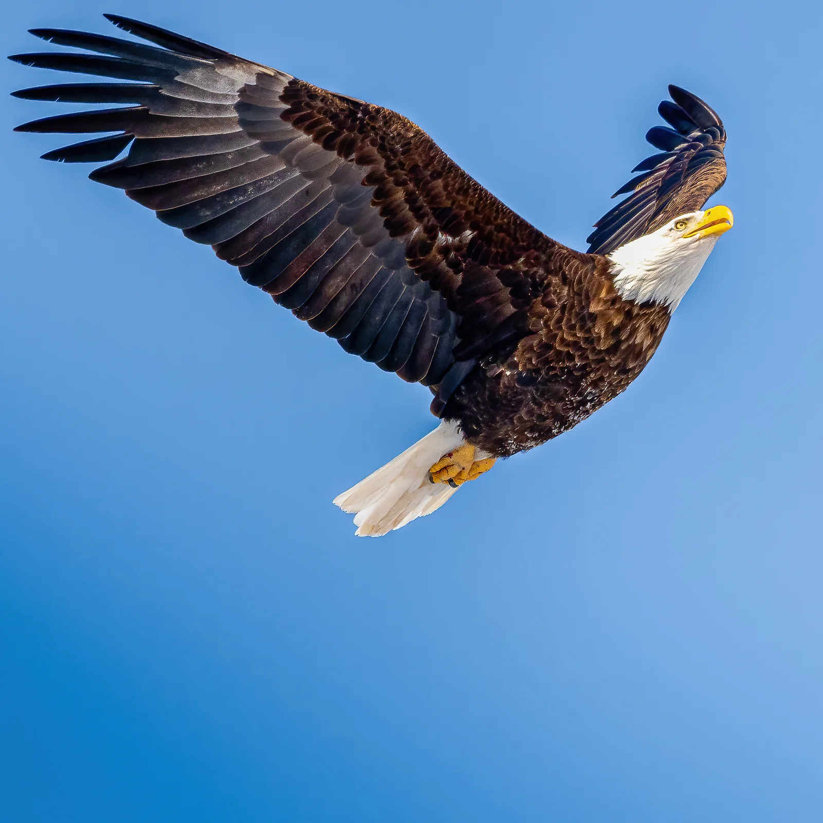 Eagle Soaring