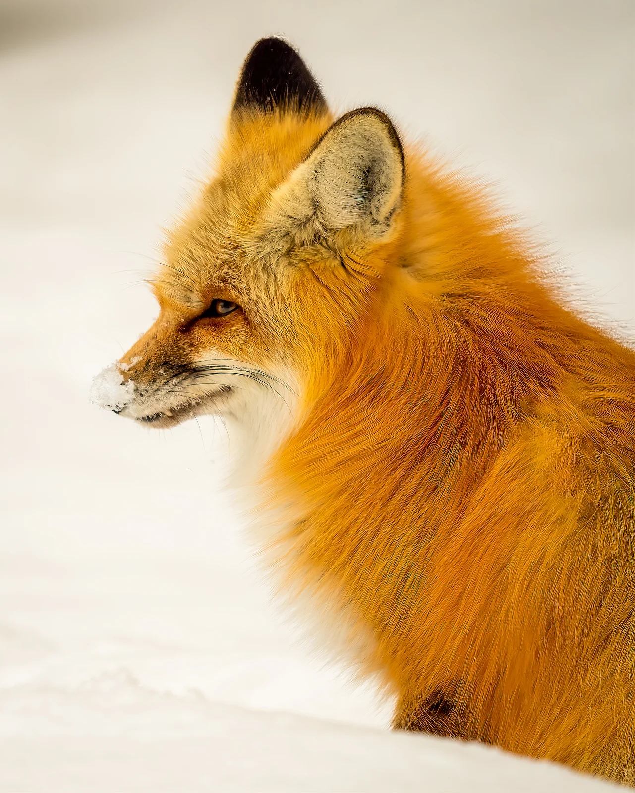 Cold Nose