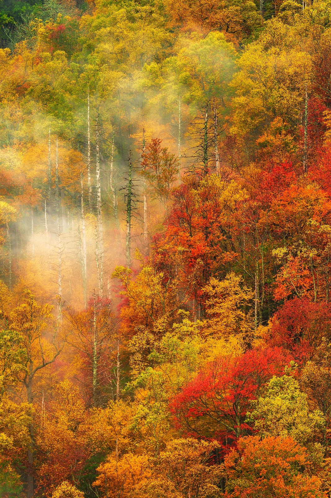 Smoky Mountain - Fall & Fog