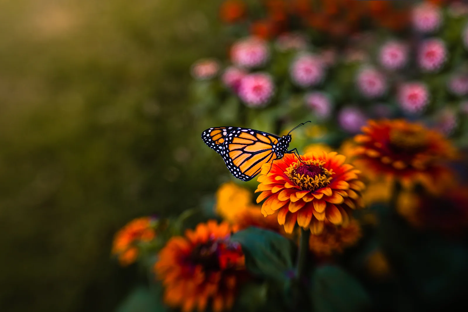 Monarch
