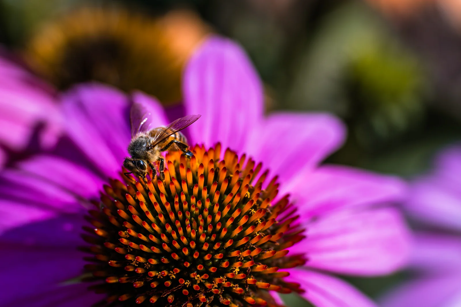 Coneflower & Bee
