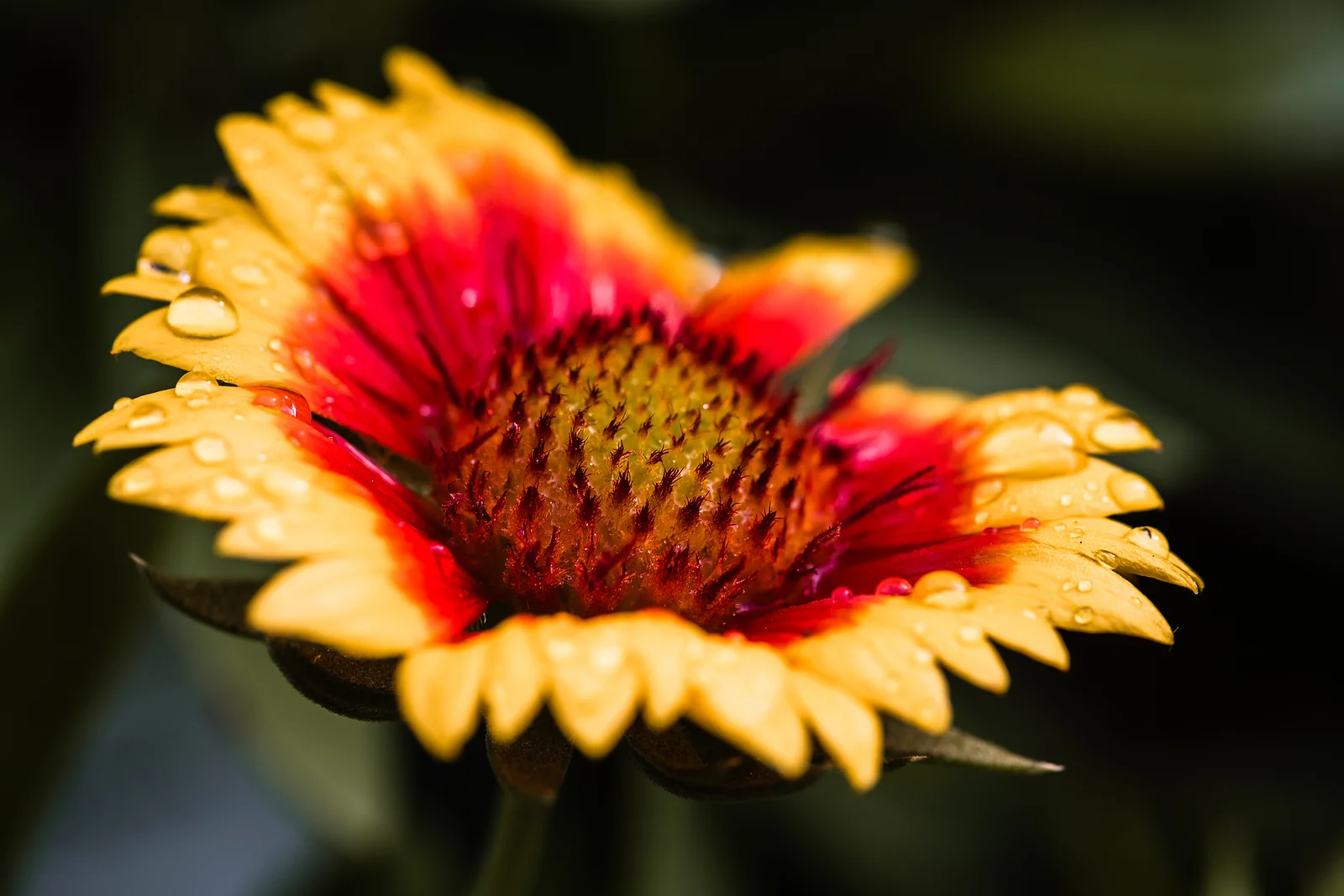 Indian Blanket