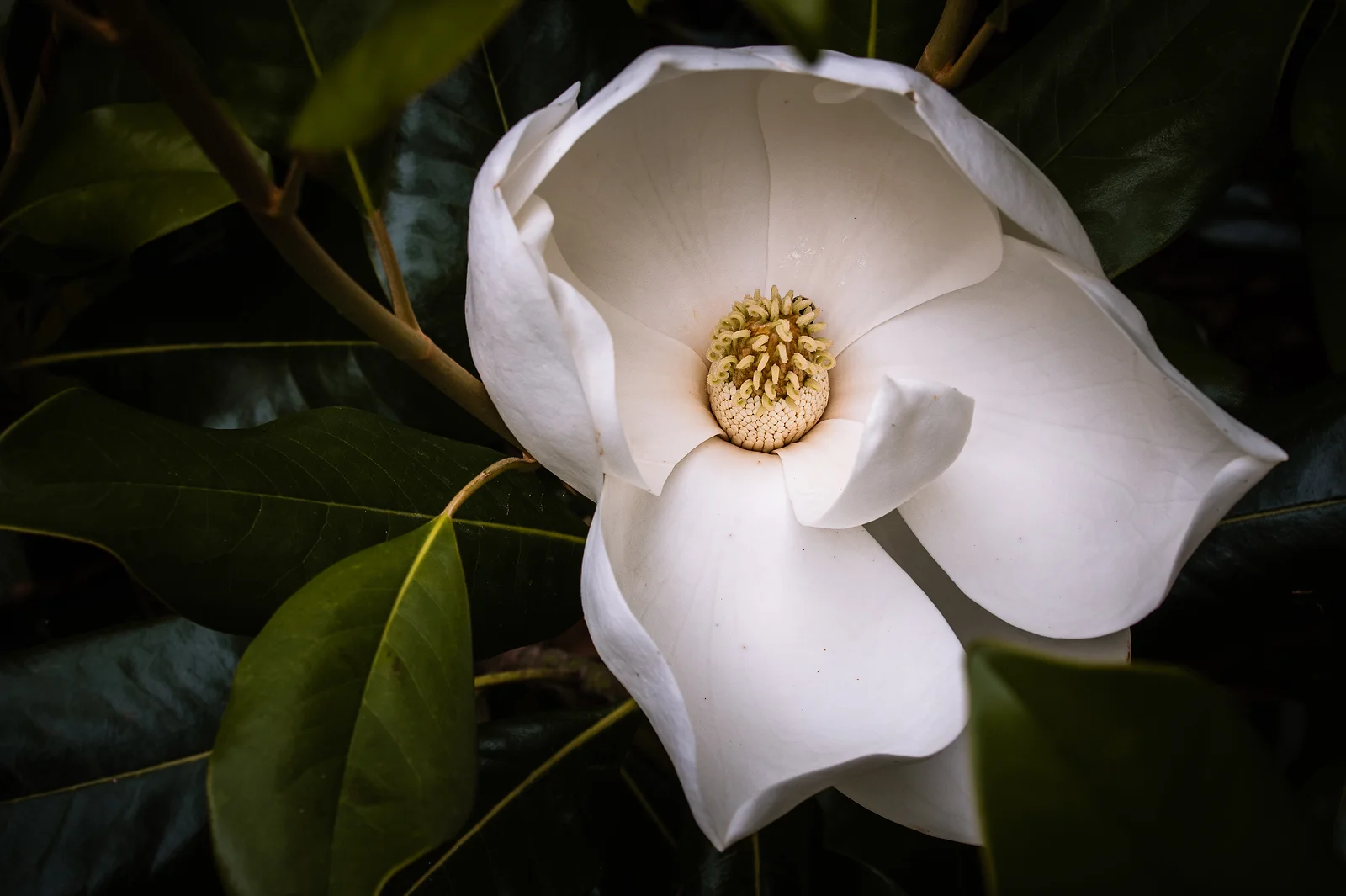 Magnolia