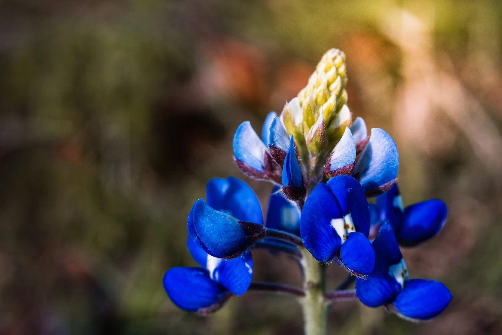 Bluebonnet