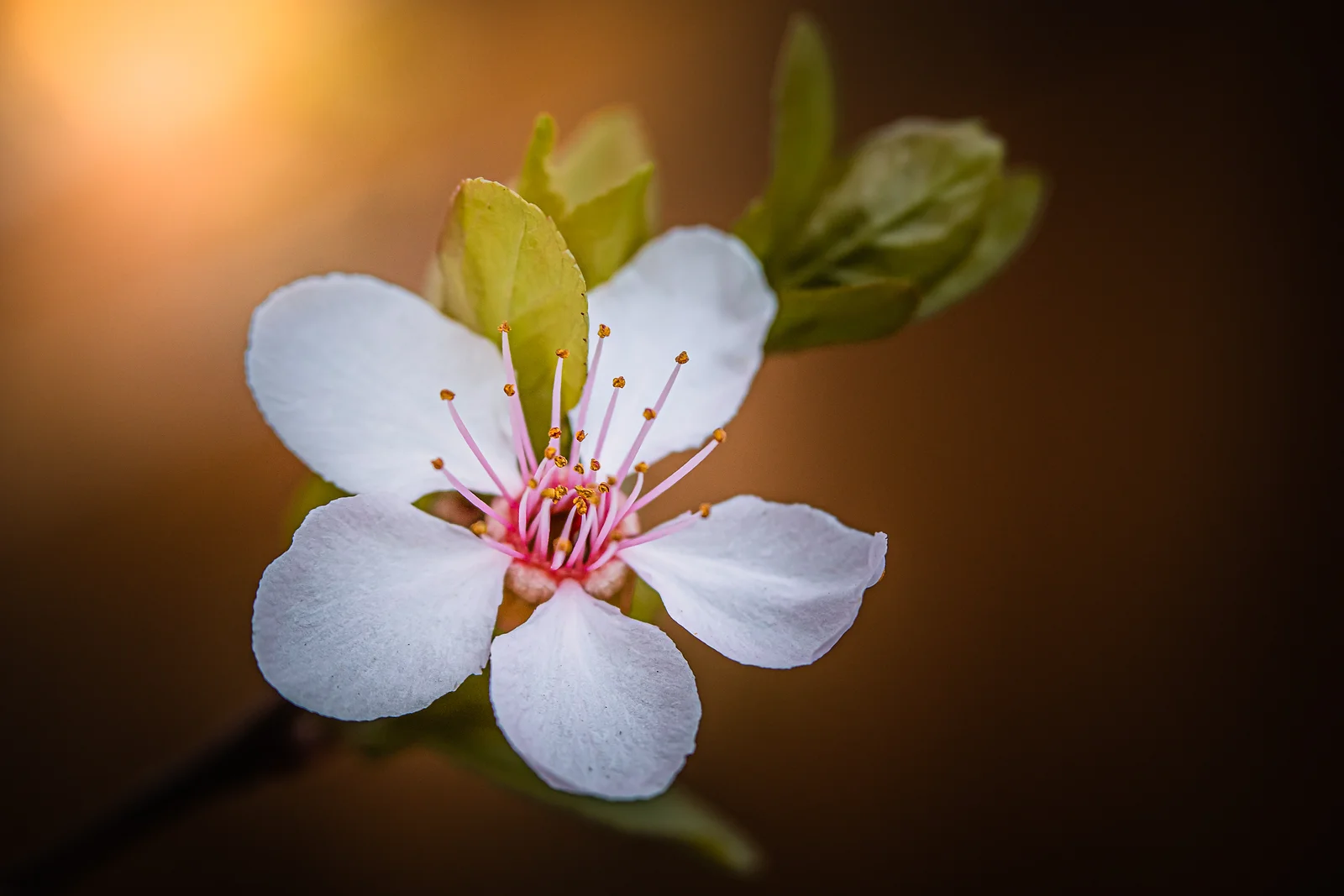 Plum Blossom