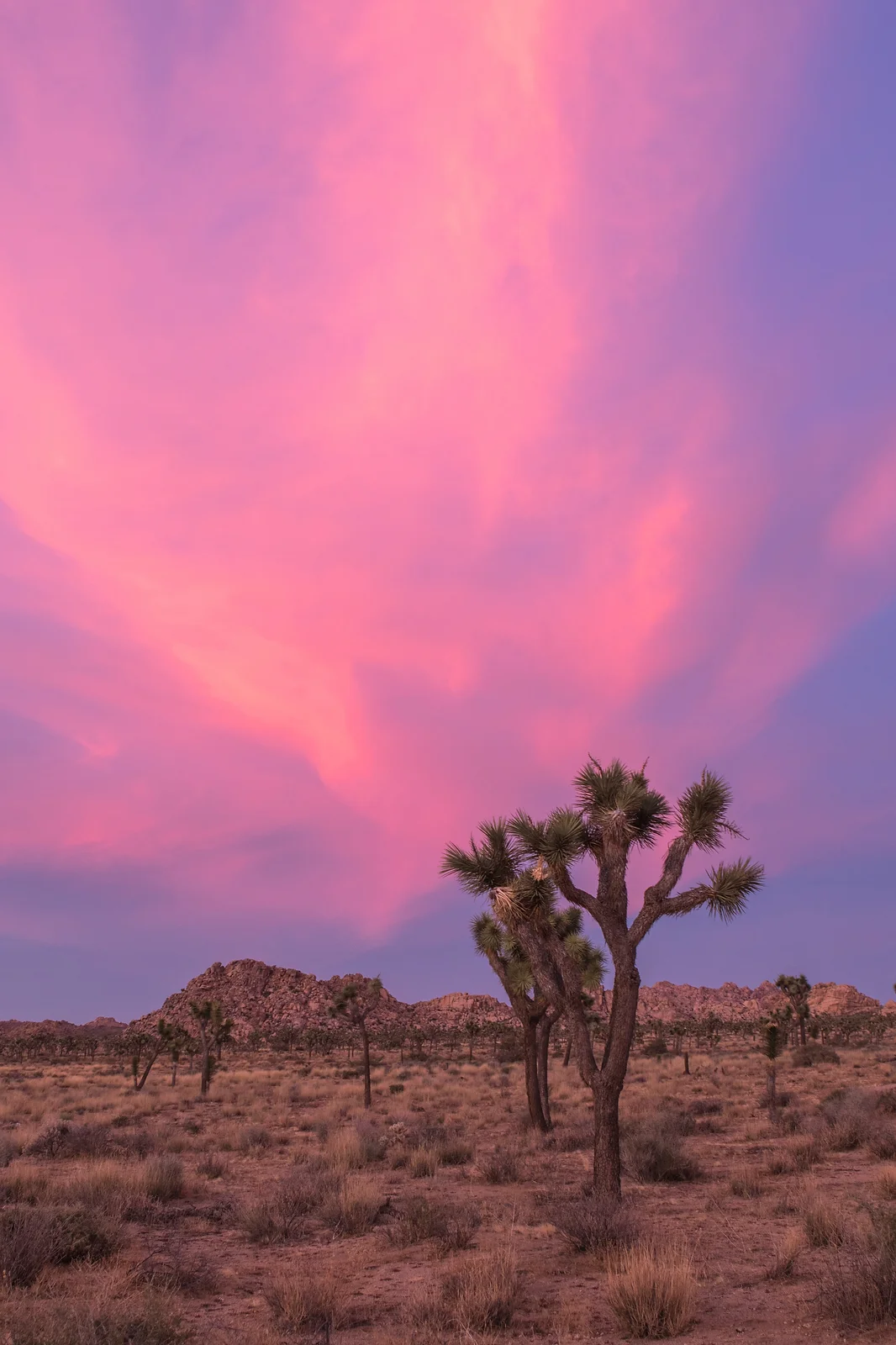 Joshua Tree Sunset