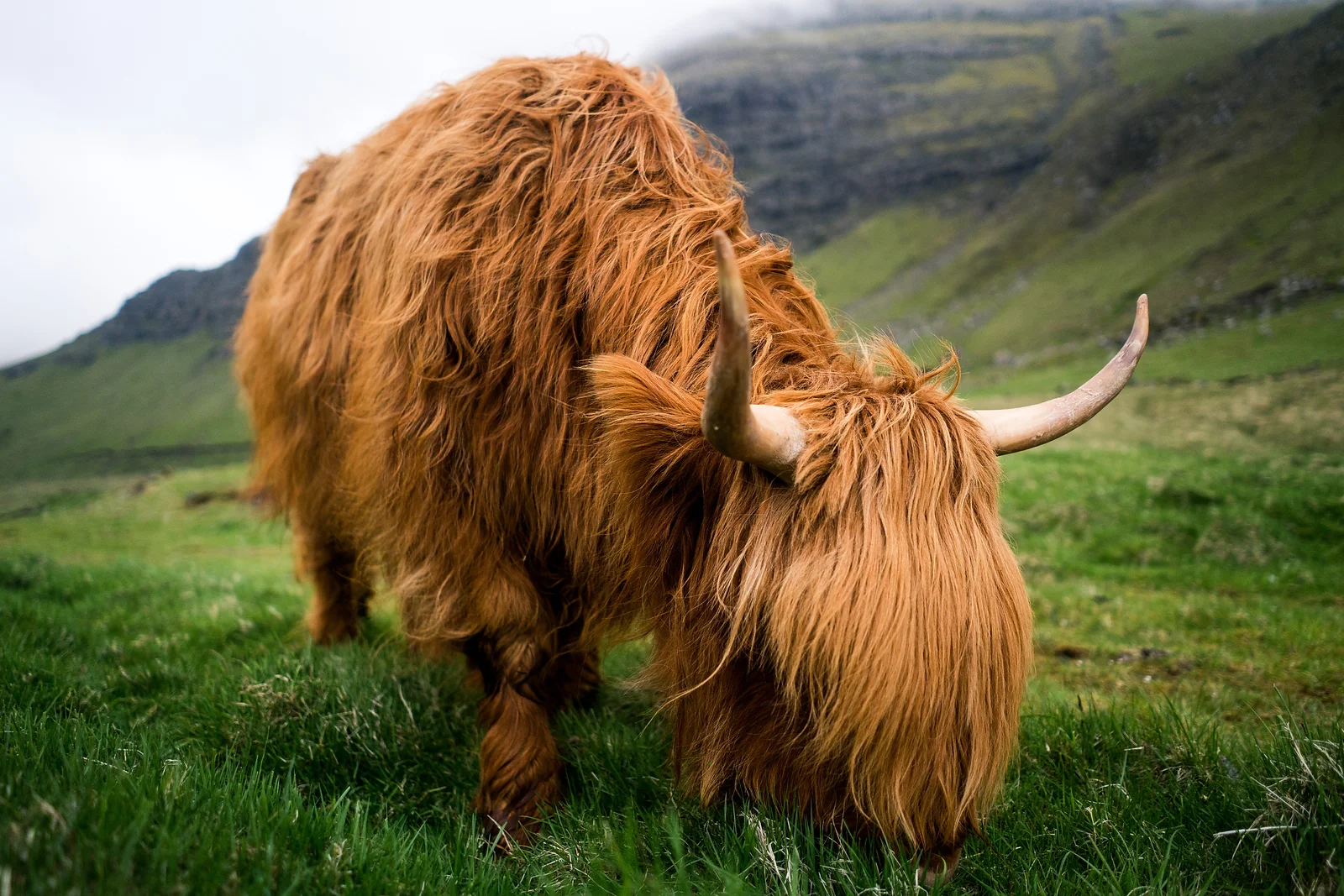 Highland Cow