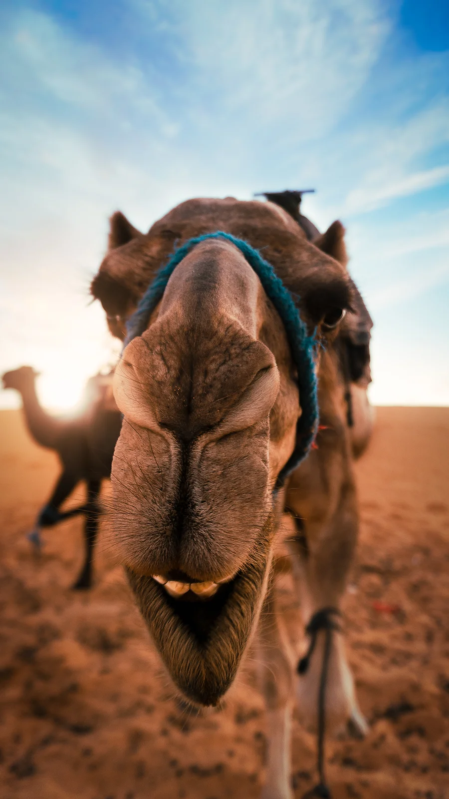 Camel Closeup