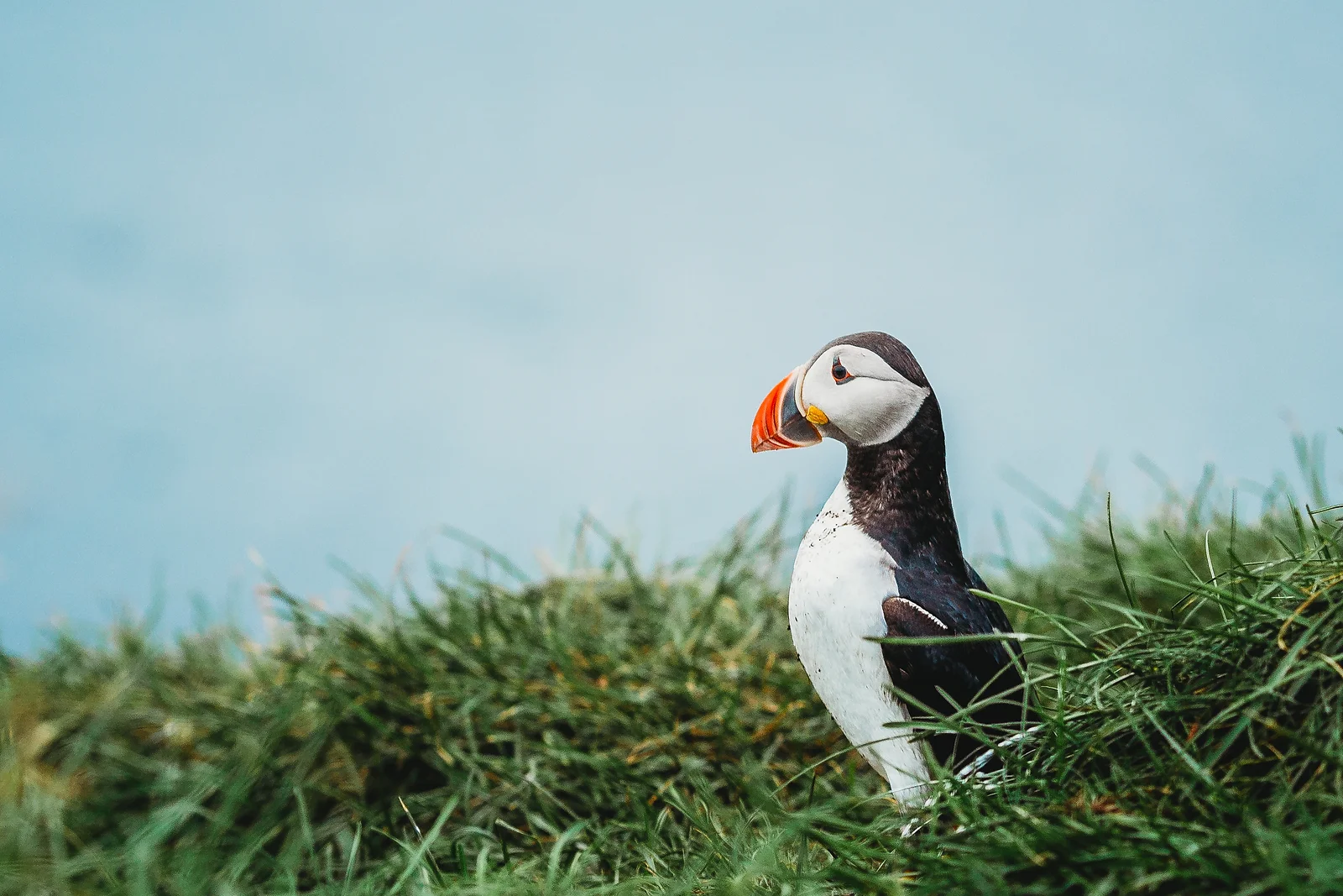 Puffin on Watch, Iceland