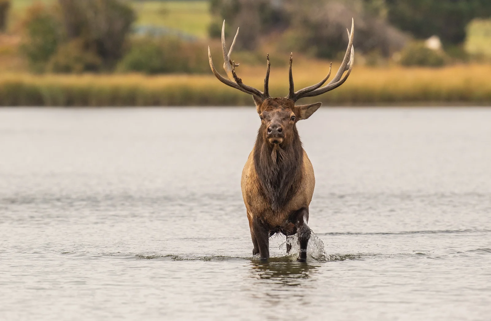 Rocky Mountain Elk